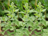 Catnip Herb Seeds Choices 1200 through Bulk Catmint Mint Cat Nip Free Ship 3C