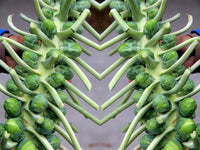 Catskill Brussels Sprouts - 250 seeds (1 gram) - Buy 2 orders get 1 Free - C18