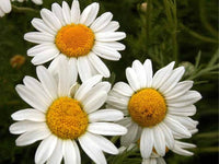 German Chamomile Seeds - Matricaria chamomilla - B173