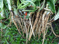 Chicory Seeds - Cichorium intybus - Seeds may be treated - B207