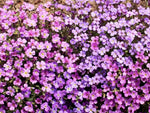 Purple Rockcress Seeds - Aubrieta deltoidea - B251