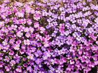 Purple Rockcress Seeds - Aubrieta deltoidea - B251