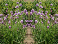 Heirloom Chives Herb Seeds - Allium schoenoprasum - B201