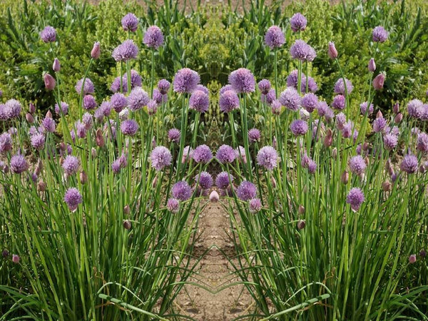 Chives Heirloom Herb Seeds - Easy to Grow - b201