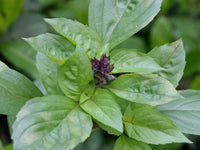 Heirloom Cinnamon Basil Seeds - Ocimum basilicum - B248