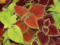 Coleus Rainbow Mix Seeds - Coleus scutellarioides - B19