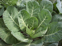 Collards Georgia Southern - 100 Seeds (1/2 gram) Buy 2 Orders Get 1 Free - B29