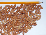 Contender Bush Bean Seeds - Phaseolus vulgaris - C9