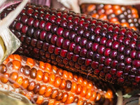 Heirloom Corn Wampum Ornamental Native Corn Seeds - Zea mays - M6