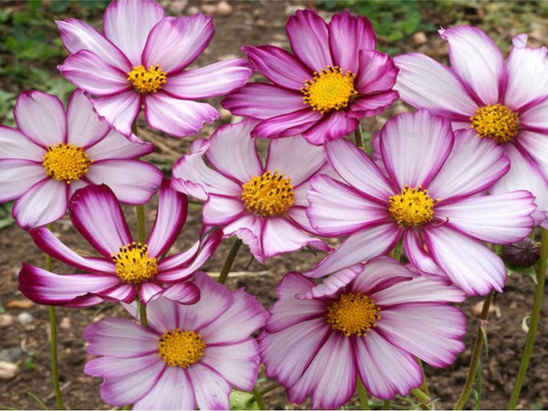 Cosmos Picotee - 120 Seeds (1 gram) - Buy 2 packets Get 1 FREE - b89