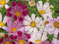 Sea Shell Cosmos Seeds - Cosmos bipinnatus - B171