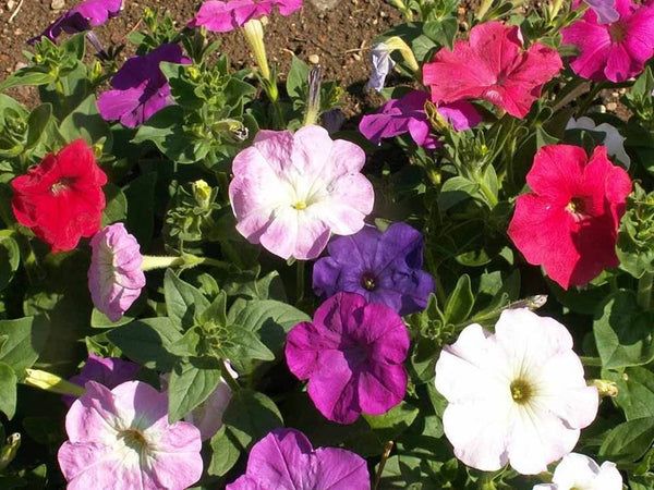 Dwarf Petunia Mix Seeds - Violet Pink White Flowers  bin229
