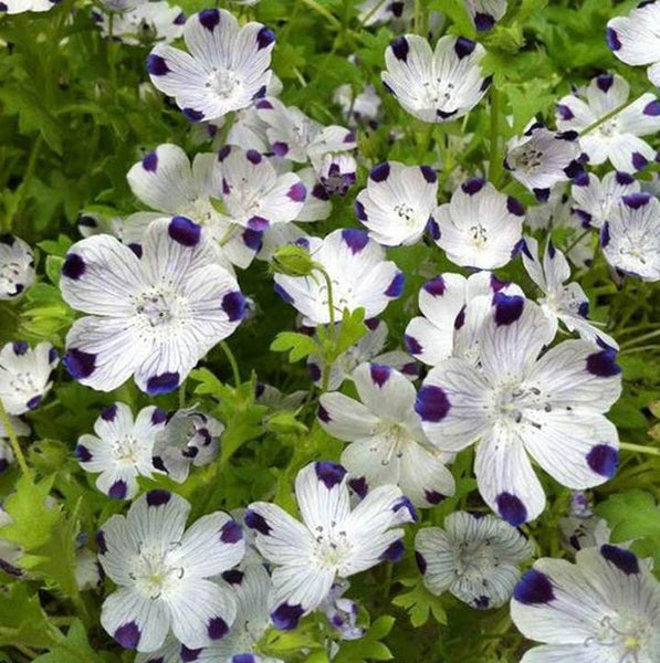 Five Spot Wildflower - 125 seeds, or 1 gram - Buy 2 Get 1 Order Free - B87