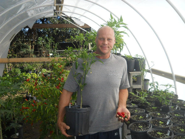 Heirloom Jalapeño Pepper Seeds - Capsicum annuum - B72