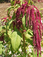 Love Lies Bleeding Seeds - Amaranthus caudatus - B86