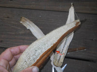 Giant Luffa Esmeralda Seeds - Rare Loofa Grow Huge Sponges - C227