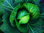 Heirloom Copenhagen Early Market Cabbage Seeds - Brassica oleracea var. capitata - B165