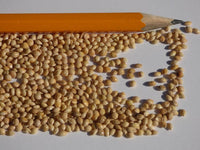 White Proso Millet Heirloom Seeds - Panicum miliaceum - C8