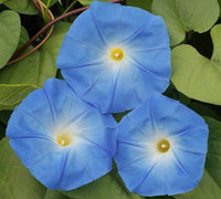 Heavenly Blue Morning Glory Flower Seeds - Ipomoea purpurea - B277