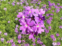 Moss Verbena Seeds -  Drought Resistant - Dry Area Ground Cover - bn50