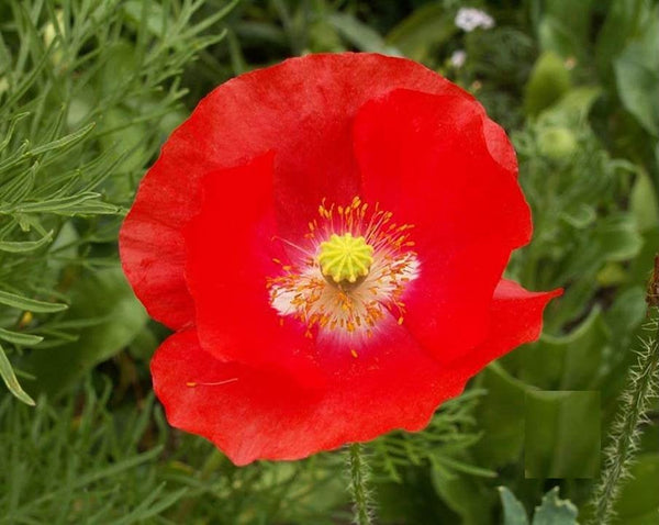 Red Shirley Corn Poppy - 700 seeds, or 1/10 gram - Buy 2 Get One Order Free - B83