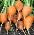 Heirloom Parisian Round Carrot Seeds - Daucus carota var. sativus - B33