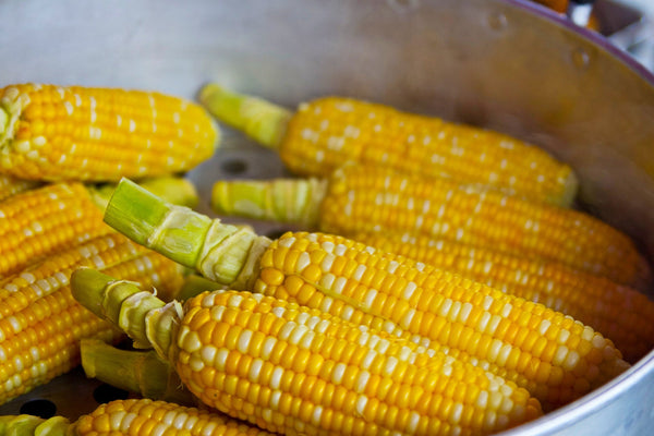 Delectable Bi-Colored Corn - Treated Seeds - Zea Mays - M3
