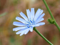 Italian Dandelion Seeds - Grow Forage Plant for Tortoise or Cattle - bin207