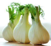 Florence Fennel Herb Seeds - Foeniculum vulgare - B198