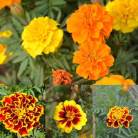 Petite French Marigold Mix Seeds - Tagetes patula - B326