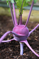 Purple Vienna kohlrabi 150 Seeds (1/2 gram) BUY 2 orders get 1 FREE - B44