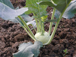 Heirloom White Vienna Kohlrabi Seeds - Brassica oleracea var. gongylodes - B135