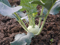Heirloom White Vienna Kohlrabi Seeds - Brassica oleracea var. gongylodes - B135