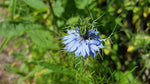 Heirloom Love in a Mist Mix seeds - Nigella damascena - B46