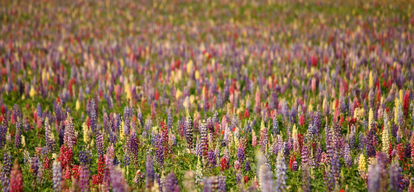Loopy Lupine Mix Seeds - Lupinus polyphyllus - ST19