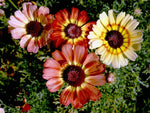 Tri-Color Painted Daisy Seeds - Tanacetum coccineum - B11