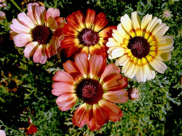 Painted Daisy Tri Color Mix Seeds - Red White Pink Yellow Flowers  bin11