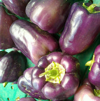 Heirloom Purple Beauty Sweet Bell Pepper Seeds - Capsicum annuum - B28