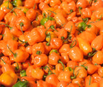60 Orange Habanero Seeds - 1/2 gram - Buy 2 orders get 1 order FREE -B68