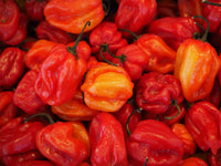 Heirloom Red Habanero Pepper Seeds - Capsicum chinense - B70