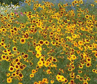 Plains Coreopsis Seeds - Coreopsis tinctoria - B265