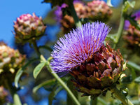 Heirloom Purple Romagna Artichoke Seeds - Cynara scolymus - B7