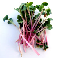 Heirloom Red Arrow Radish Seeds - Raphanus sativus - B288