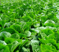 Parris Island Cos Romaine Heirloom Lettuce Seeds - C144