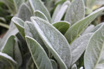 Prairie Sage Seeds - Artemisia ludoviciana - FR5