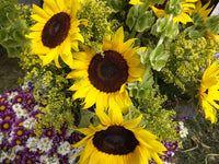 Grey Stripe Sunflower Seeds - Helianthus annuus - C5