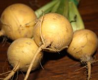 Heirloom Golden Globe Turnip Seeds - Brassica rapa - B292