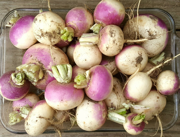 Heirloom Purple Top White Globe Turnip Seeds - Brassica rapa - B99