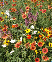 Florida & Gulf Coast Wildflower Mix Seeds - ST22