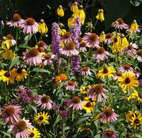 Midwest Wildflower Seed Mix - Attracts Butterflies & Bees - ST02